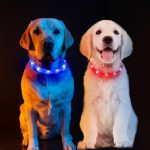 2 unidades - Coleira luminosa para Cães, recarregável, 70 cm de comprimento ajustável, 3 modos de iluminação, impermeável